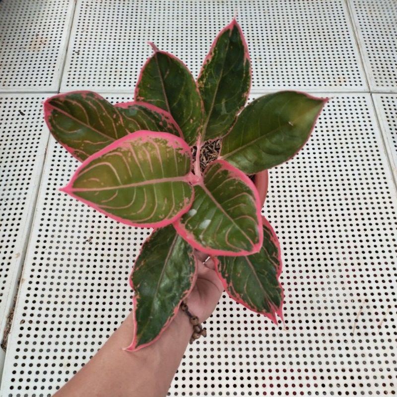 aglonema lipstik greg