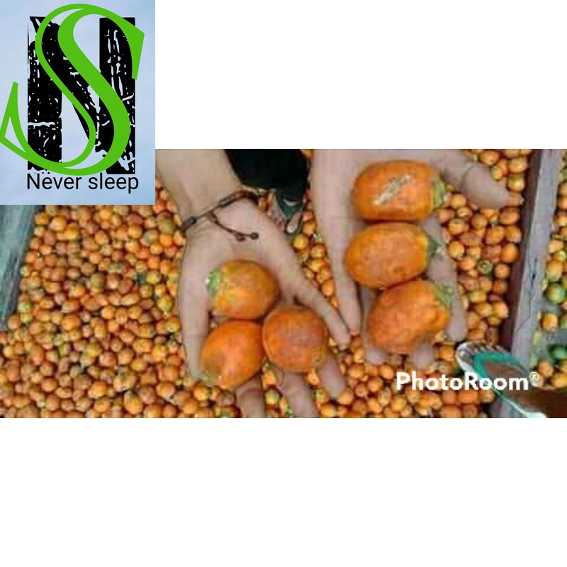 

Pinang Tua 1kg Herbal