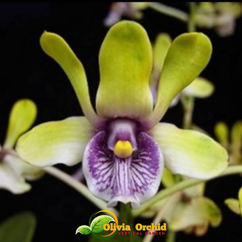 ANGGREK DENDROBIUM DENDRO Anggrek Dendrobium Violaceoflavens sp Anggrek Besi Papua Bunga Cantik Angg