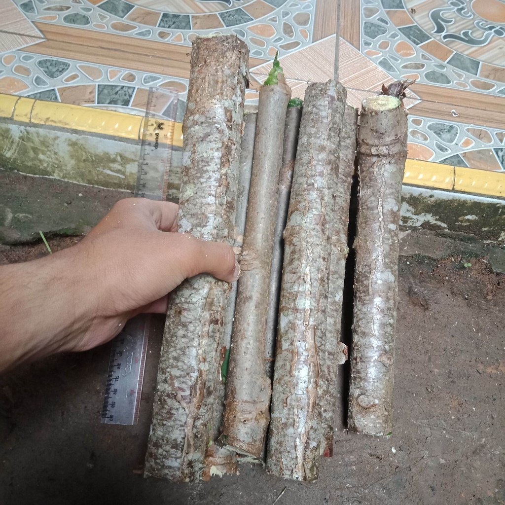 Bibit singkong karet STEK singkong karet per 15 bibit