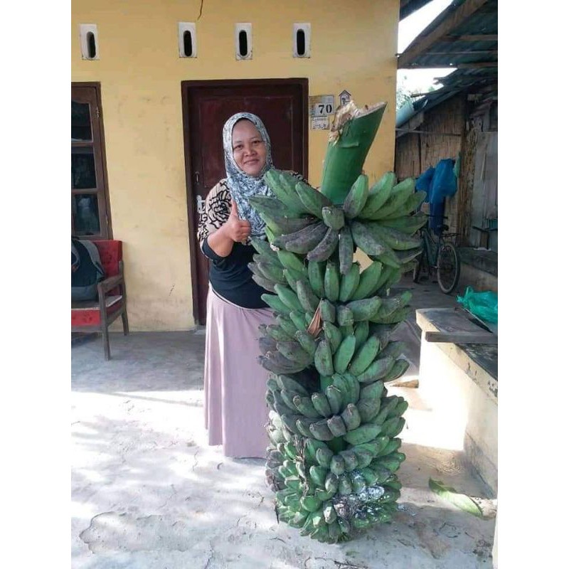 TERMURAH , Jual Bibit Bonggol Pisang Kepok Tanjung, Jual Bibit Bonggol Pisang Kepok Tanpa Jantung