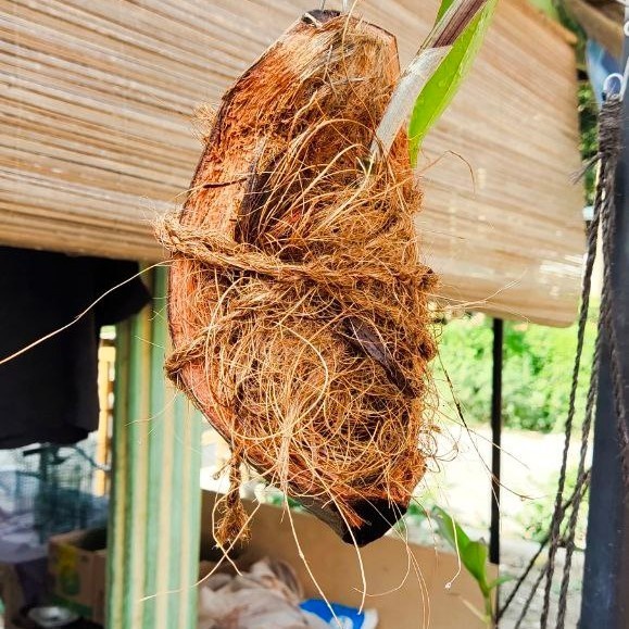 

Media gantung tempel anggrek
