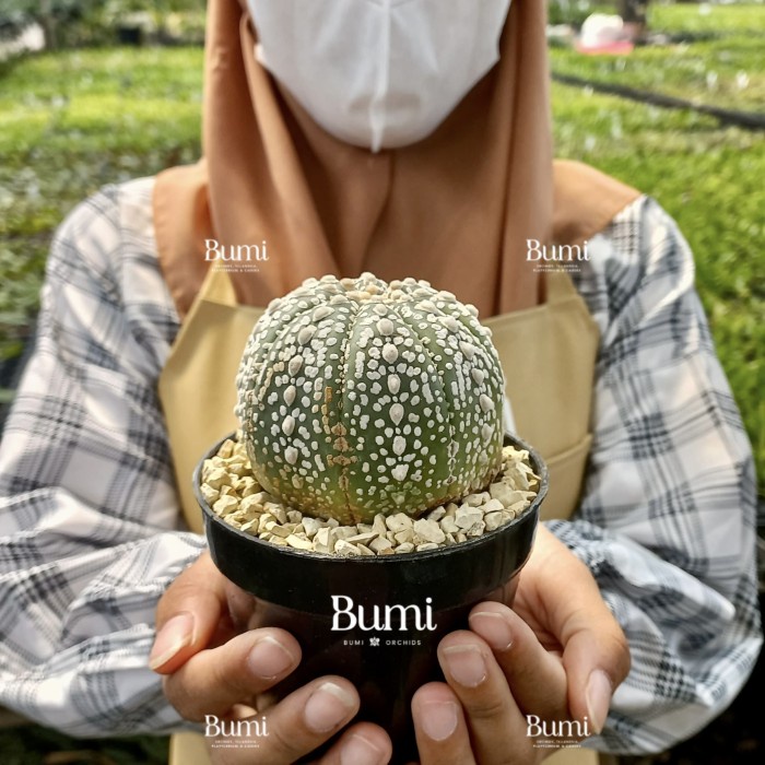 Astrophytum asterias 'Super Kabuto' XL (70-80 mm) Bumi Kaktus