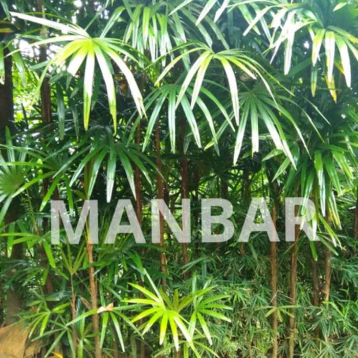 READY Bibit pohon tanaman waregu palem waregu