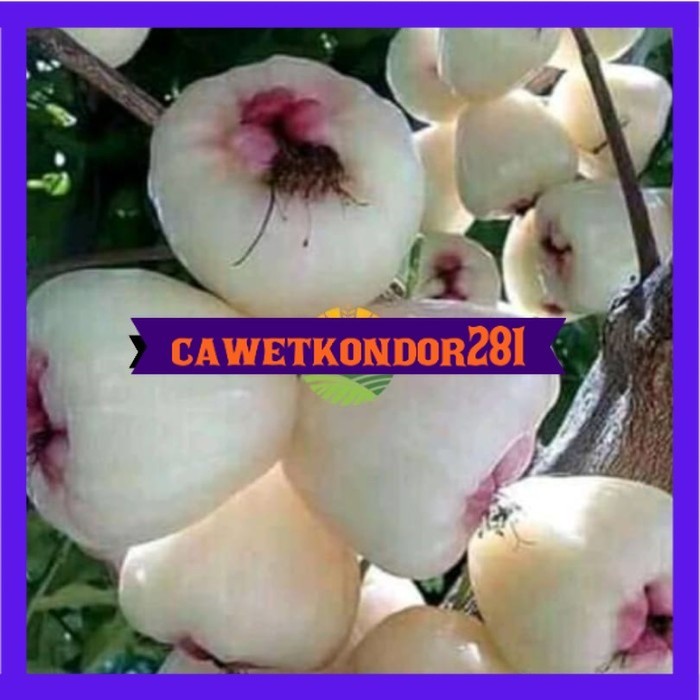 Bibit Jambu air madu susu