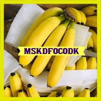 Bibit Tanaman Pisang Sunpride