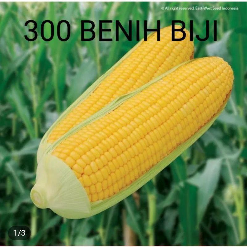 300 BENIH BIJI JAGUNG MANIS MADU