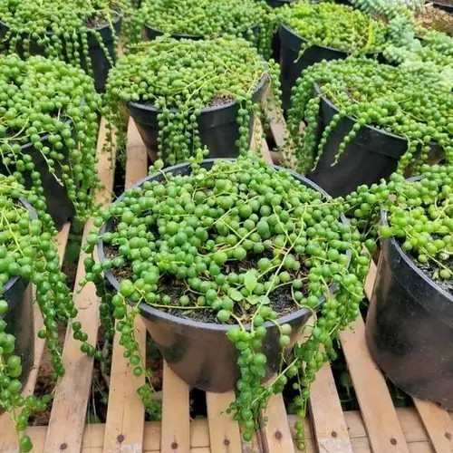 Bibit tanaman hias bunga Sukulen Tasbih berkualitas