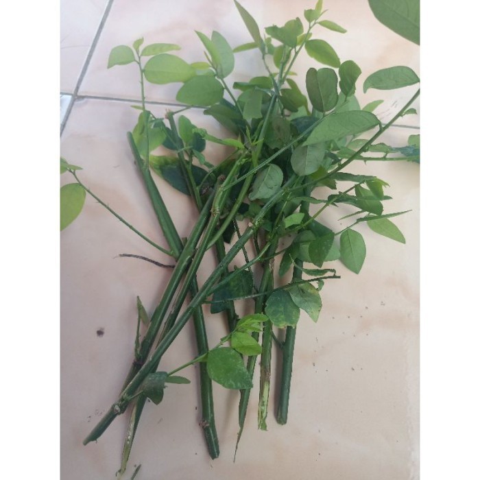 Bibit Stek Batang Daun Katuk/ Bibit Daun Katuk / Tanaman Daun Katuk