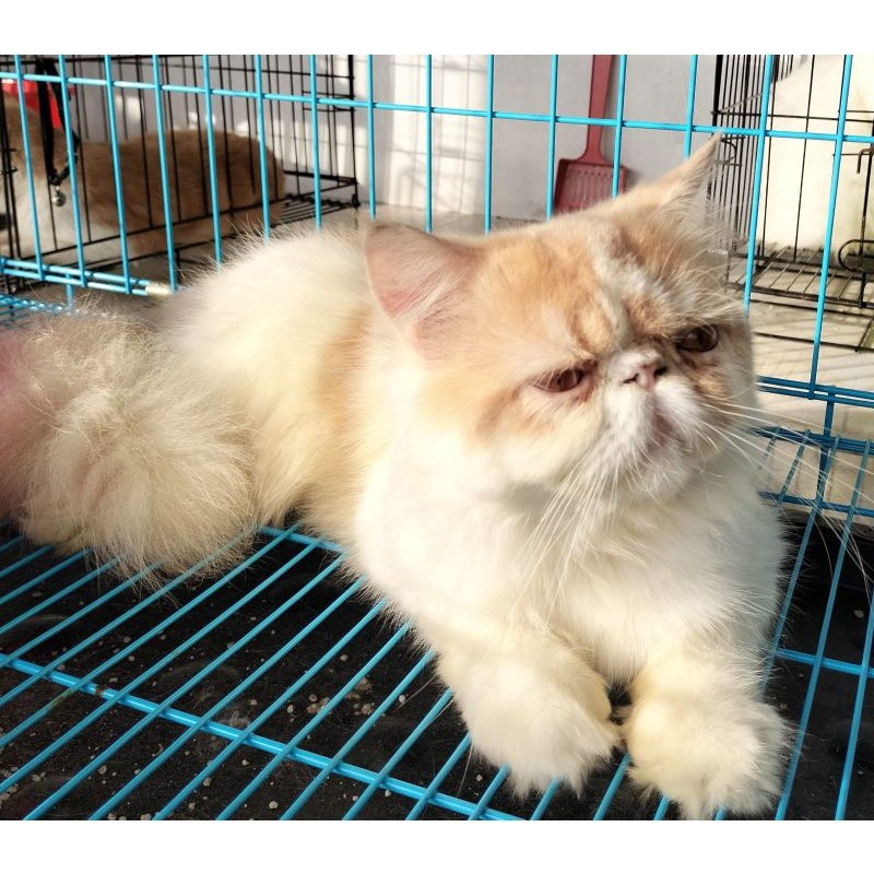 KUCING PEAKNOSE JANTAN/JUAL KUCING PERSIA