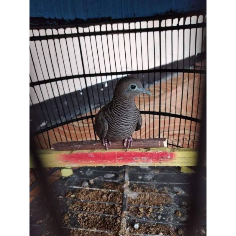 Perkutut Cemani Hitam (Sudah buny11)