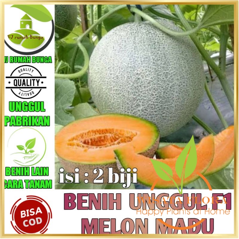 COD Benih Buah Melon Madu F1 Tahan Hama Bibit Buah Melon Orange Madu TERMURAH Wisata Flora