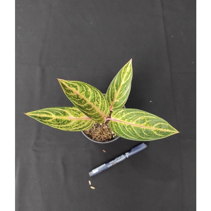 Aglonema Madam suroyo Baby