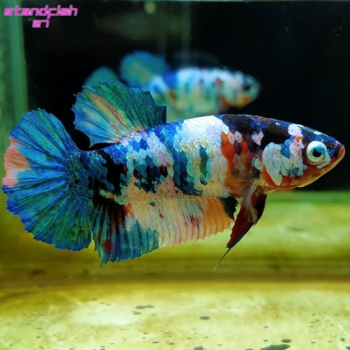 pemanis aquarium Ikan cupang fancy klasik jantan atau betina line red koi copper yellow