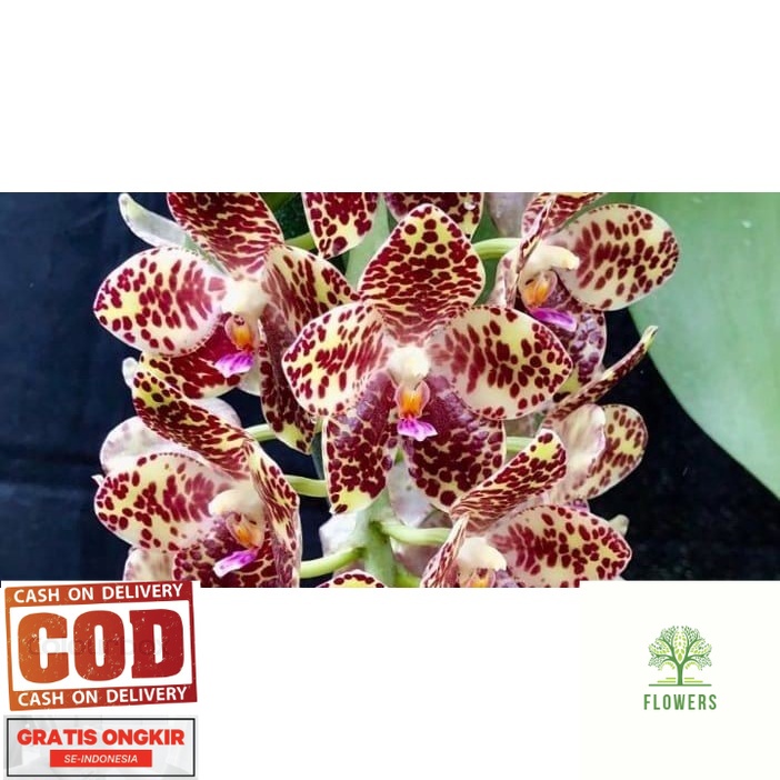 Seedling Anggrek Phalaenopsis Gigantea Selfing (BISA COD)