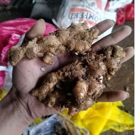 

jahe empri/250 gram