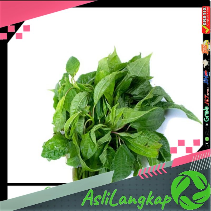 

Daun Pohpohan Lalapan Segar 500gram Langsung Petik