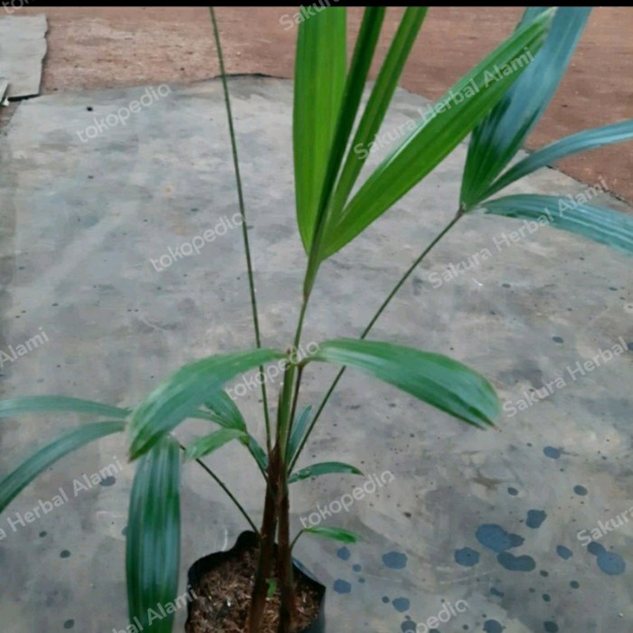 bibit pohon waregu tanaman hias waregu