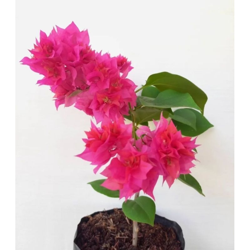 (TERMURAH) Bibit Bunga Tanaman Hias Bunga Bougenville Bunga Bugenvil stek Hawai Fanta