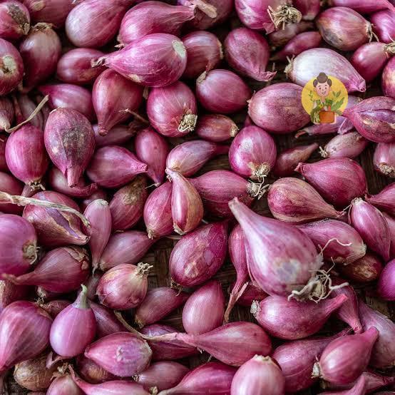 

Bawang Merah 250gr - Sayur Segar Instan Malang