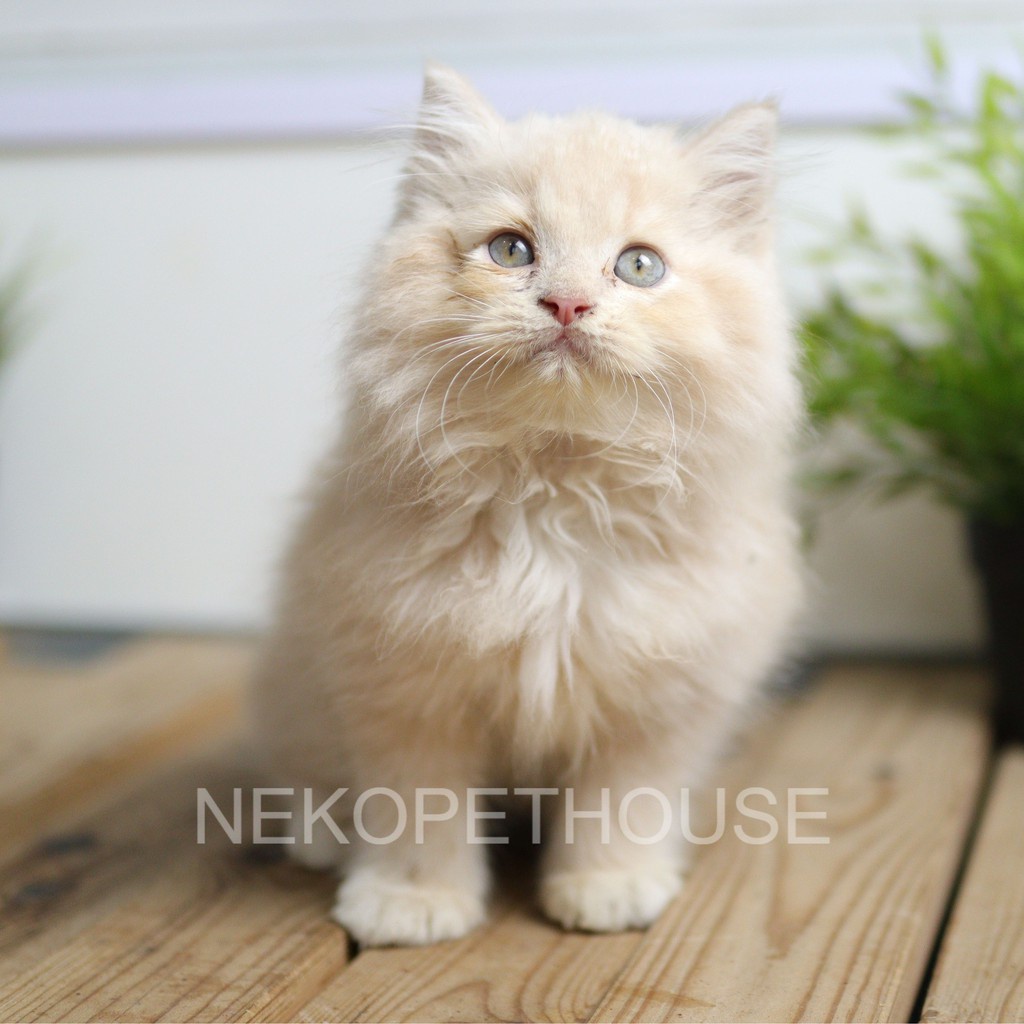 Kucing Kitten Persia Longhair Lucu Umur 2.5 bulan