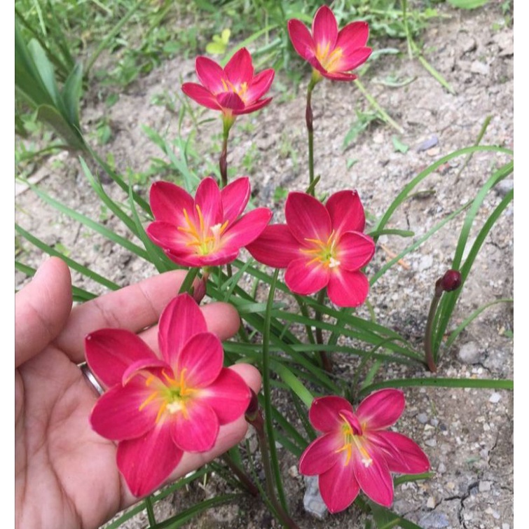 (TERMURAH) Tanaman hias lili hujan merah-rain lili hujan bunga merah-lili hujan-kucai tulip-kembang 