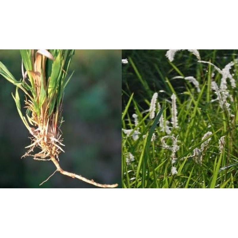 

HK- akar alang alang SUPER 100 gram