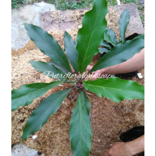 Tanaman hias anthurium gelombang cinta-anthurium gelombang cinta-antorium gelombang cinta