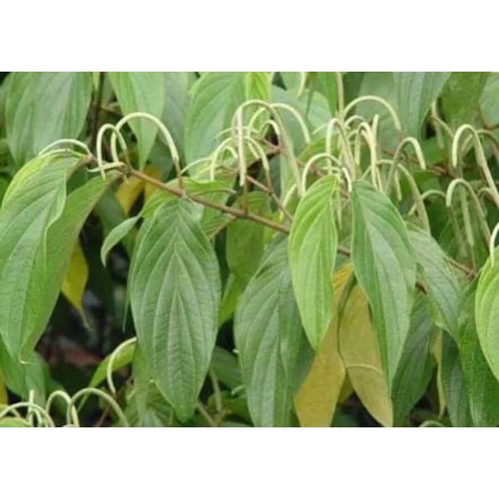 Daun sirih sirihan/sirih hutan segar 1kg