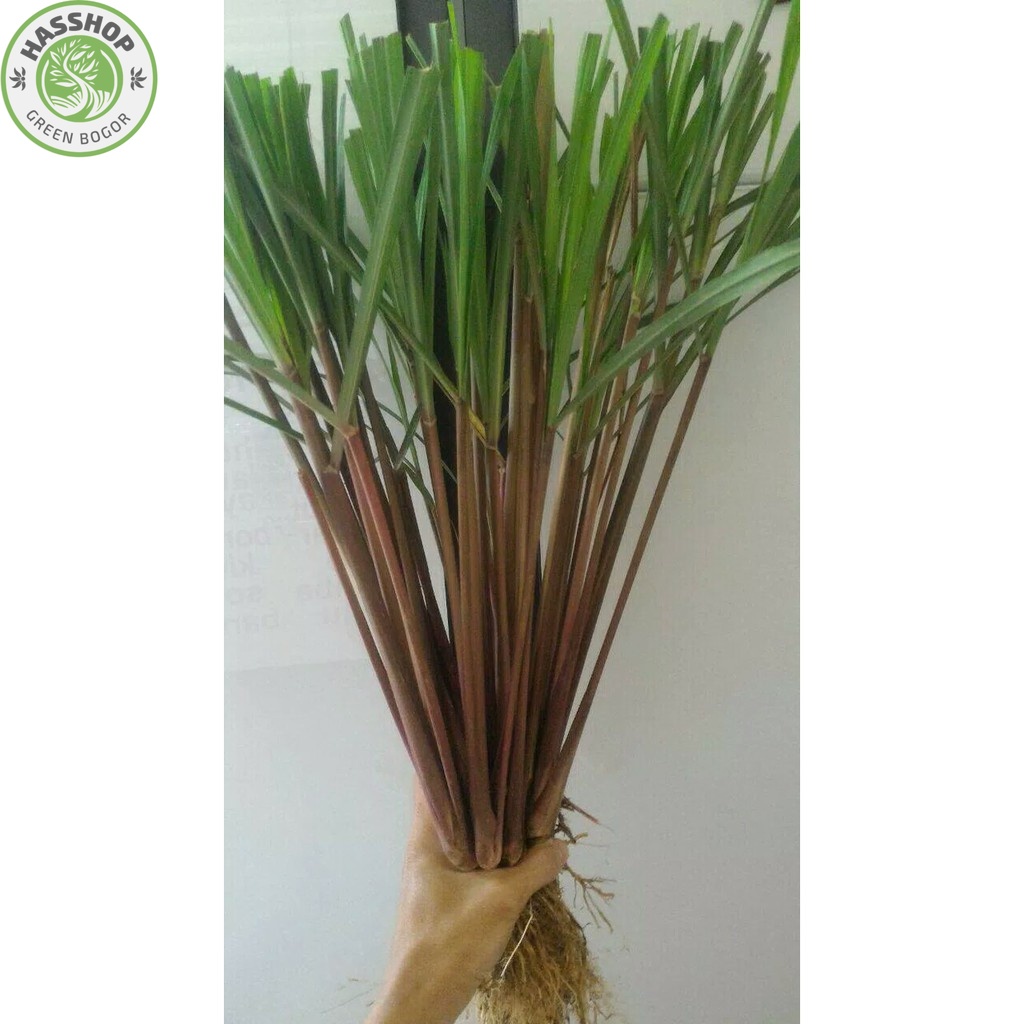 

SEREH WANGI SEGAR 500 GRAM SERAI MERAH LANANG HERBAL BERKHASIAT
