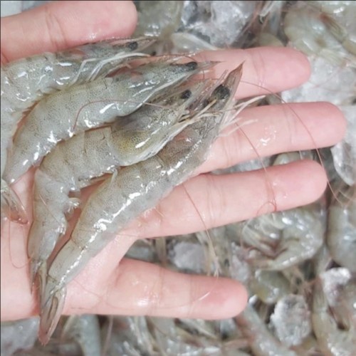 

Udang Vaname / Peci Laut Size Sedang