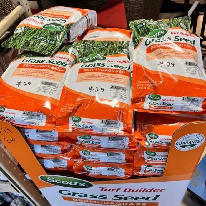 Benih Biji Rumput Gajah Mini - Bibit Rumput Gajah Mini