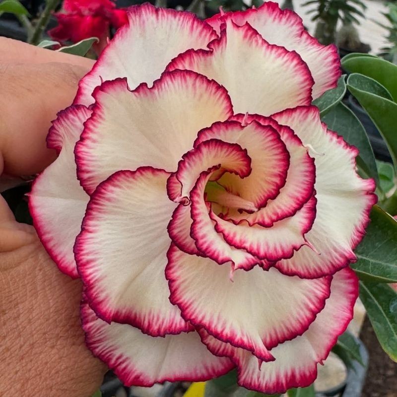 TERMURAH BISA COD.TANAMAN HIAS ADENIUM BUNGA TUMPUK BUNGA PUTIH LADYR-//ADENIUM CABANG SERIBU BUNGA 