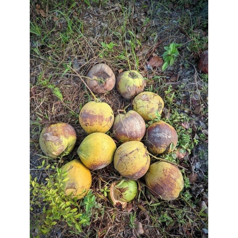 

buah kelapa tua