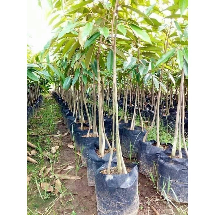Bibit Tanaman buah Durian Bawor kaki 3 tinggi 1 meter Super
