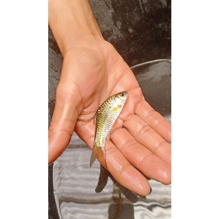 wader pari side 8-10