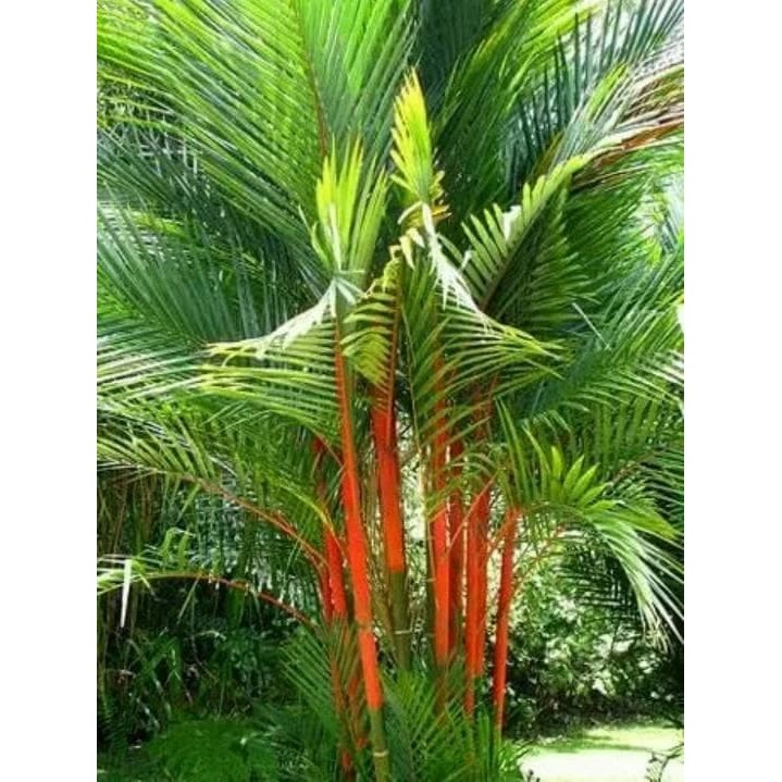 Biji Benih Tanaman Palem Merah Lipstik Palm