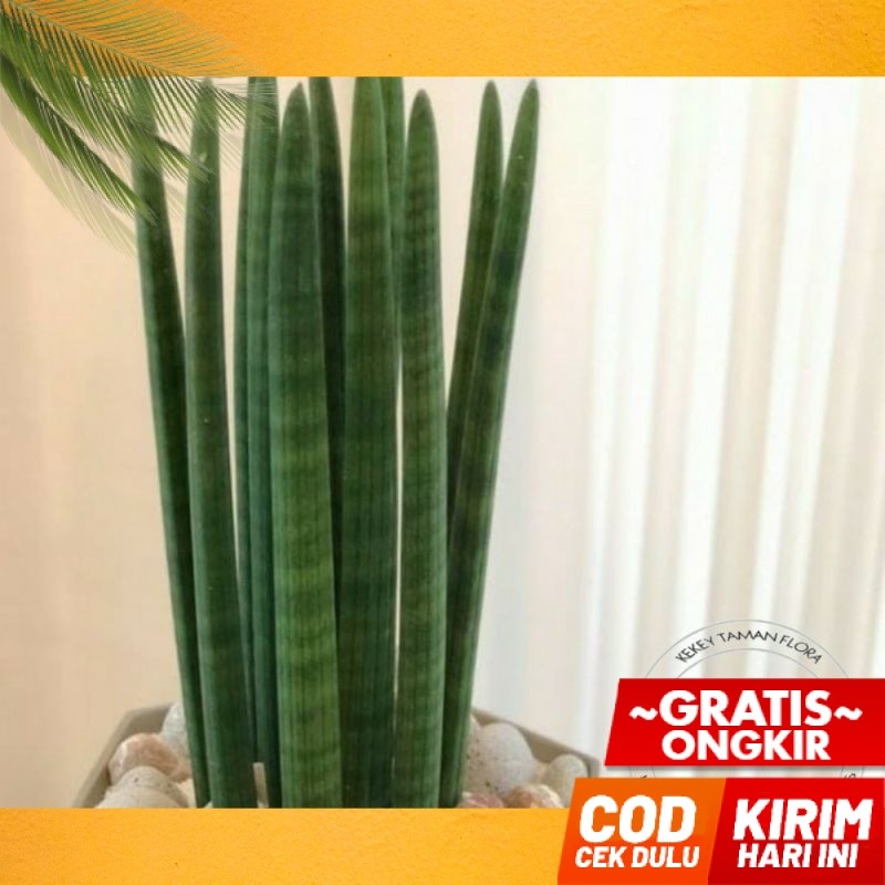 Tanaman Hias Sansivera Tombak - Sansivera Tombak