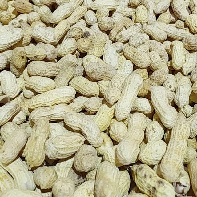 

KACANG KULIT KERING MATANG MATENG SNACK KERING CAMILAN CEMILAN MAKANAN KERING MURAH KILOAN DIJAMIN FRESH BARANG BARU RASA ENAK GURIH MANIS ASIN RENYAH MOROTUKU SNACK