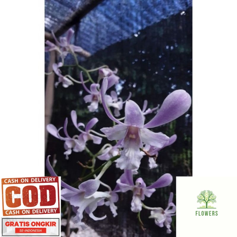 tanaman hias anggrek dendrobium  capung bali sudah dewasa (BISA COD)