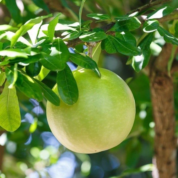 

buah Maja buah brenuk buah Majapahit banyak manfaat murahh