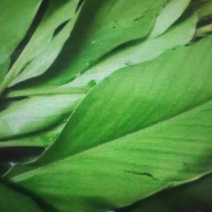 

SS10 - PROMO Daun kunyit segar 1kg