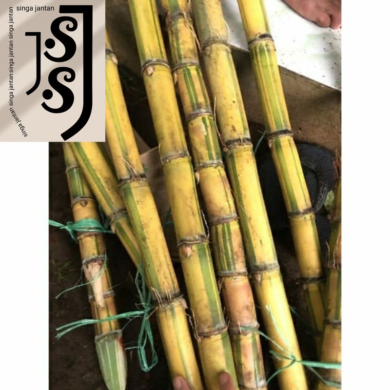 

Tebu Kuning Segar Konsumsi Tebu Hitam Tebu Hijau Promo