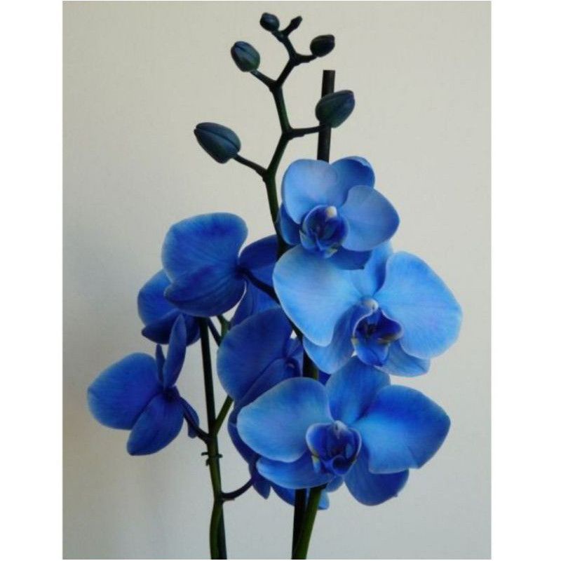 ANGGREK DENDROBIUM BLUE JUMBO-sudah Spike/Knop dendrobium-ANGGREK DENDROBIUM DEWASA-BUNGA HIAS ANGGR