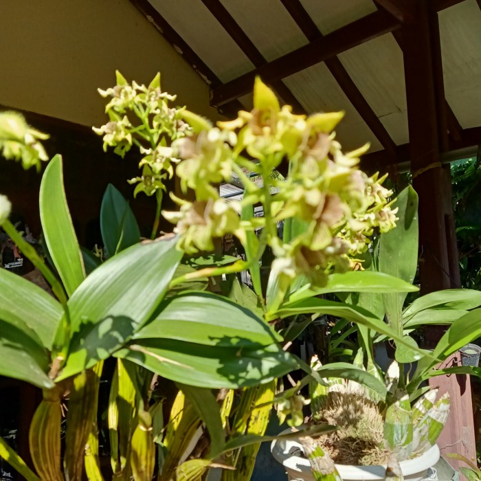 Dendrobium macrophyllum sp jawa/ anggrek