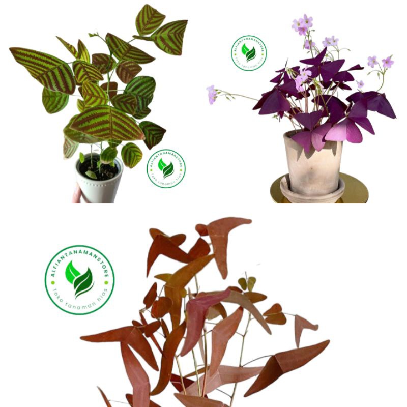 PROMO PAKET hemat 3 jenis tanaman hias oxalis batik - oxalis ungu - oxalis merah