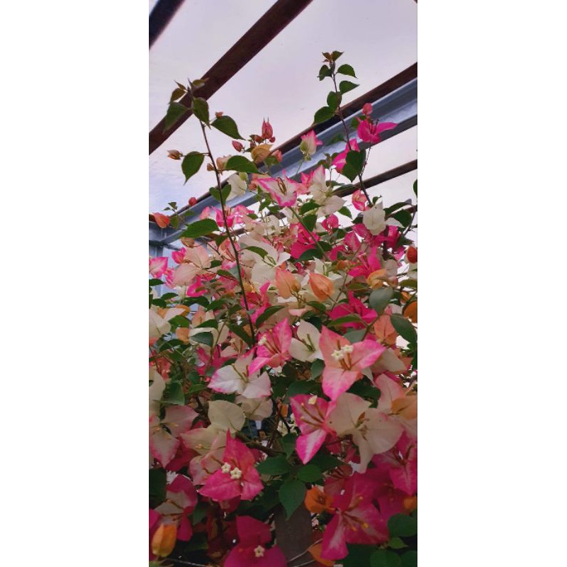 Stek Batang Bougenville Sufia India (perbatang)