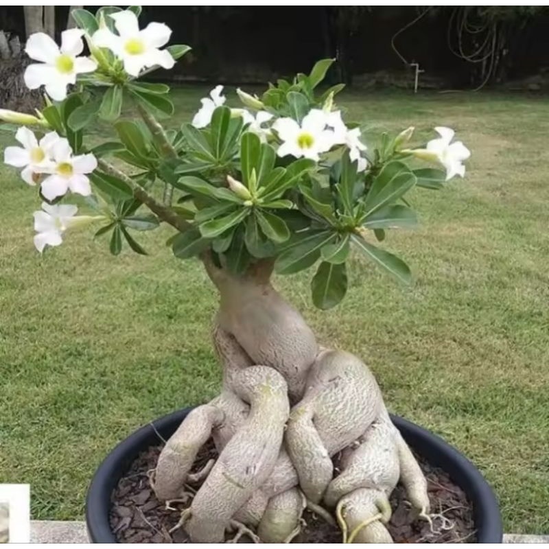 bibit tanaman adenium bonggol besar Bunga putih bahan bonsai kamboja jepang