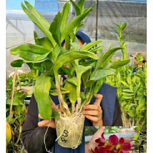 anggrek dendrobium dewasa jumbo rimbun
