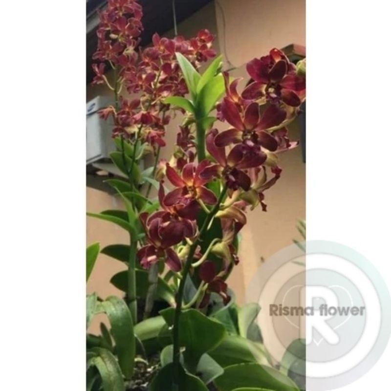 BUNGA ANGGREK DENDROBIUM JUMBO BROWN DEWASA / TANAMAN HIAS POHON ANGGREK DENDROBIUM JUMBO DEWASA